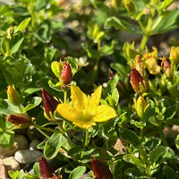 Hypericum empetrifolium nanum